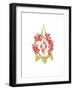 Rose Hip Wreath-Deborah Kopka-Framed Giclee Print