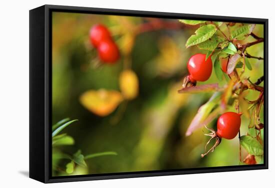 Rose Hips on the Tidal Shore-Richard Wright-Framed Stretched Canvas