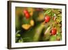 Rose Hips on the Tidal Shore-Richard Wright-Framed Photographic Print