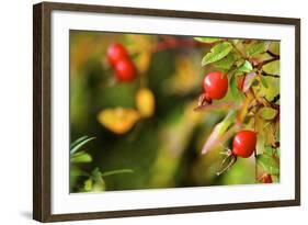 Rose Hips on the Tidal Shore-Richard Wright-Framed Photographic Print