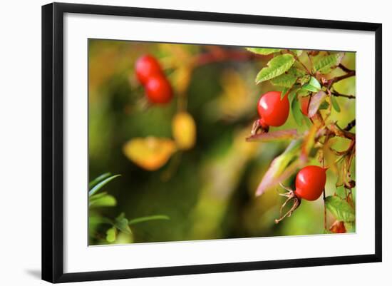 Rose Hips on the Tidal Shore-Richard Wright-Framed Photographic Print