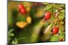 Rose Hips on the Tidal Shore-Richard Wright-Mounted Photographic Print