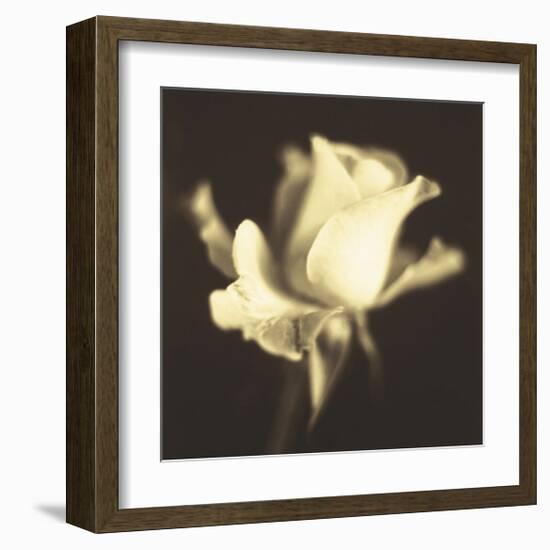 Rose Impression I-Jane Ann Butler-Framed Giclee Print