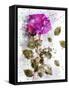 Rose in Bloom II-Chamira Young-Framed Stretched Canvas