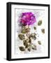 Rose in Bloom II-Chamira Young-Framed Art Print