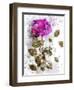 Rose in Bloom II-Chamira Young-Framed Art Print