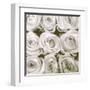 Rose In Bloom Square-Gail Peck-Framed Art Print