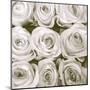 Rose In Bloom Square-Gail Peck-Mounted Art Print