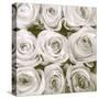 Rose In Bloom Square-Gail Peck-Stretched Canvas