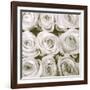 Rose In Bloom Square-Gail Peck-Framed Art Print