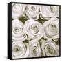 Rose In Bloom Square-Gail Peck-Framed Stretched Canvas