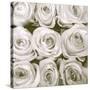 Rose In Bloom Square-Gail Peck-Stretched Canvas