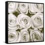 Rose In Bloom Square-Gail Peck-Framed Stretched Canvas