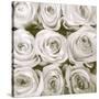 Rose In Bloom Square-Gail Peck-Stretched Canvas