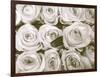 Rose in Bloom-Gail Peck-Framed Art Print