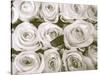 Rose in Bloom-Gail Peck-Stretched Canvas