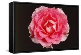 Rose in Front of a Black Background-Klaus Hackenberg-Framed Stretched Canvas
