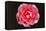 Rose in Front of a Black Background-Klaus Hackenberg-Framed Stretched Canvas