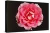 Rose in Front of a Black Background-Klaus Hackenberg-Stretched Canvas