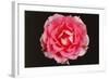 Rose in Front of a Black Background-Klaus Hackenberg-Framed Photographic Print