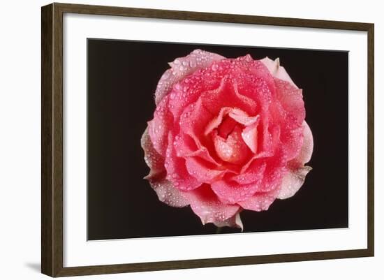 Rose in Front of a Black Background-Klaus Hackenberg-Framed Photographic Print