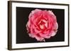 Rose in Front of a Black Background-Klaus Hackenberg-Framed Photographic Print