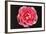 Rose in Front of a Black Background-Klaus Hackenberg-Framed Photographic Print