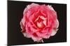 Rose in Front of a Black Background-Klaus Hackenberg-Mounted Photographic Print