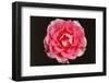 Rose in Front of a Black Background-Klaus Hackenberg-Framed Photographic Print