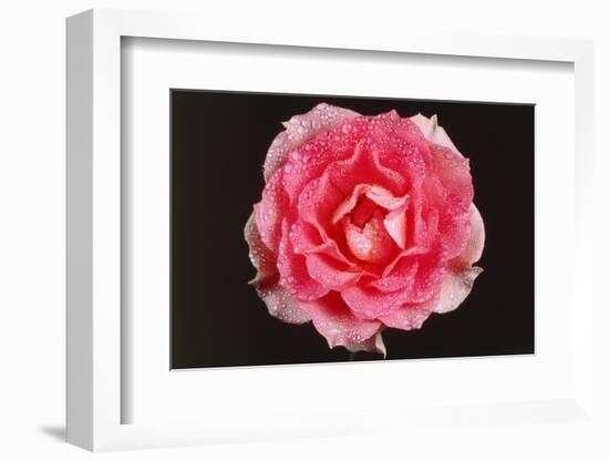 Rose in Front of a Black Background-Klaus Hackenberg-Framed Photographic Print