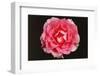 Rose in Front of a Black Background-Klaus Hackenberg-Framed Photographic Print