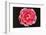 Rose in Front of a Black Background-Klaus Hackenberg-Framed Photographic Print