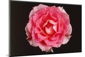 Rose in Front of a Black Background-Klaus Hackenberg-Mounted Photographic Print