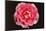 Rose in Front of a Black Background-Klaus Hackenberg-Mounted Photographic Print
