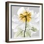 Rose in Gold 2-Albert Koetsier-Framed Photographic Print