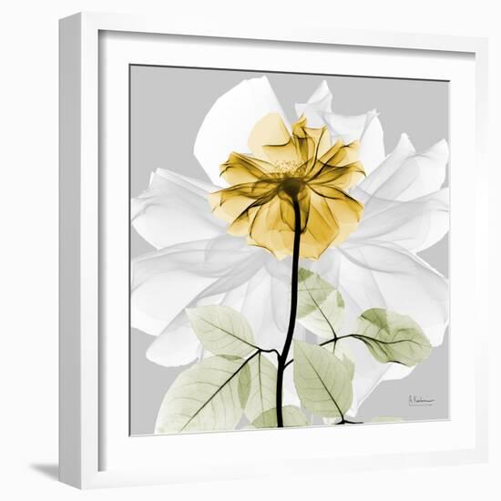 Rose in Gold 2-Albert Koetsier-Framed Photographic Print