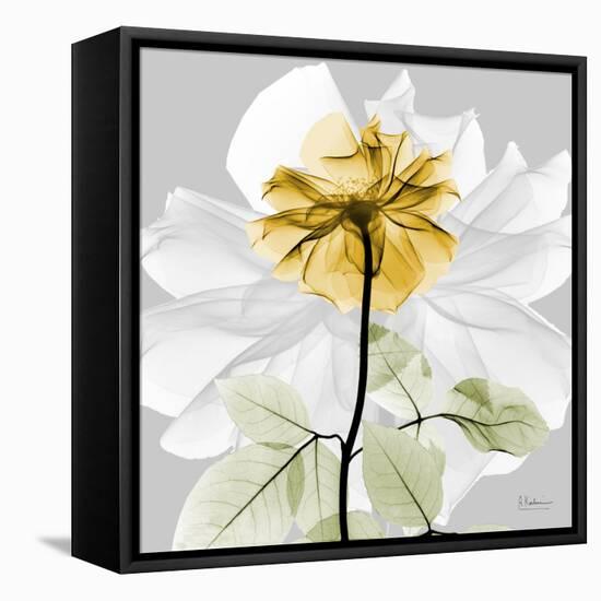 Rose in Gold 2-Albert Koetsier-Framed Stretched Canvas