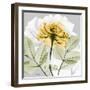 Rose in Gold 3-Albert Koetsier-Framed Photographic Print