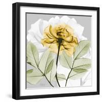 Rose in Gold 3-Albert Koetsier-Framed Photographic Print