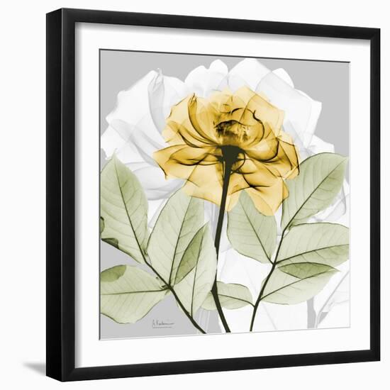 Rose in Gold 3-Albert Koetsier-Framed Photographic Print