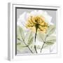 Rose in Gold 3-Albert Koetsier-Framed Photographic Print