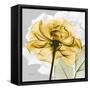 Rose in Gold 4-Albert Koetsier-Framed Stretched Canvas