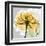 Rose in Gold 4-Albert Koetsier-Framed Art Print