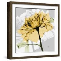 Rose in Gold 5-Albert Koetsier-Framed Art Print