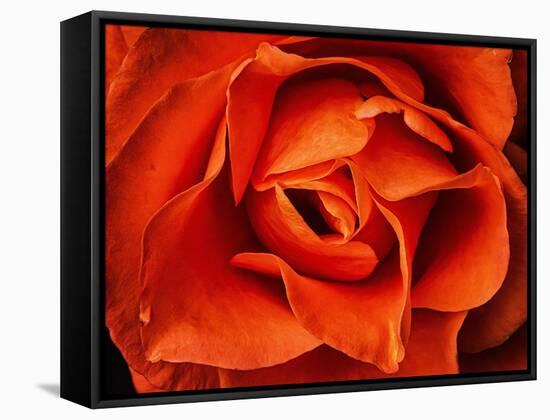 Rose in Orange, 2021,(photograph)-Ant Smith-Framed Stretched Canvas