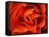 Rose in Orange, 2021,(photograph)-Ant Smith-Framed Stretched Canvas