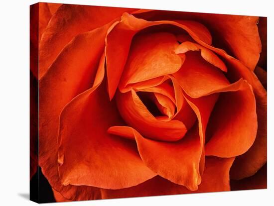 Rose in Orange, 2021,(photograph)-Ant Smith-Stretched Canvas