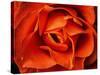 Rose in Orange, 2021,(photograph)-Ant Smith-Stretched Canvas