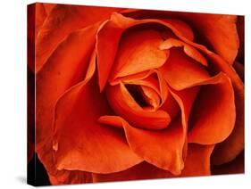 Rose in Orange, 2021,(photograph)-Ant Smith-Stretched Canvas
