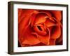 Rose in Orange, 2021,(photograph)-Ant Smith-Framed Giclee Print